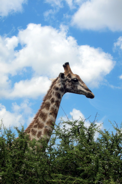 Giraffe head